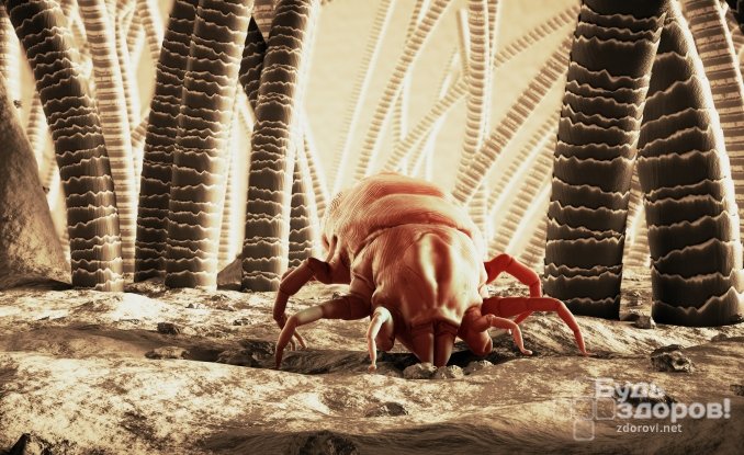 Зачем бороться с домашним клещом?