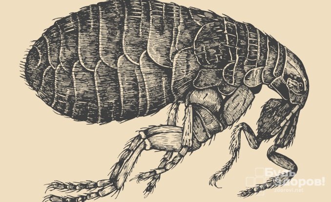 Блохи у человека - явление довольно распространенное